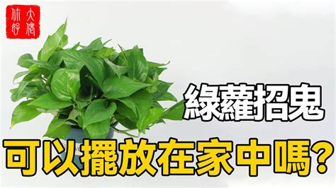 綠蘿招鬼